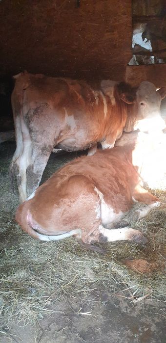 De vânzare 3 juninci Bălțată Românească (11-15 luni)