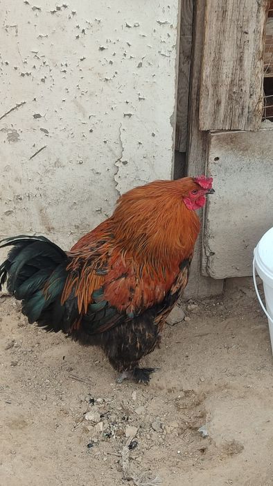 Әтеш сатылады жас