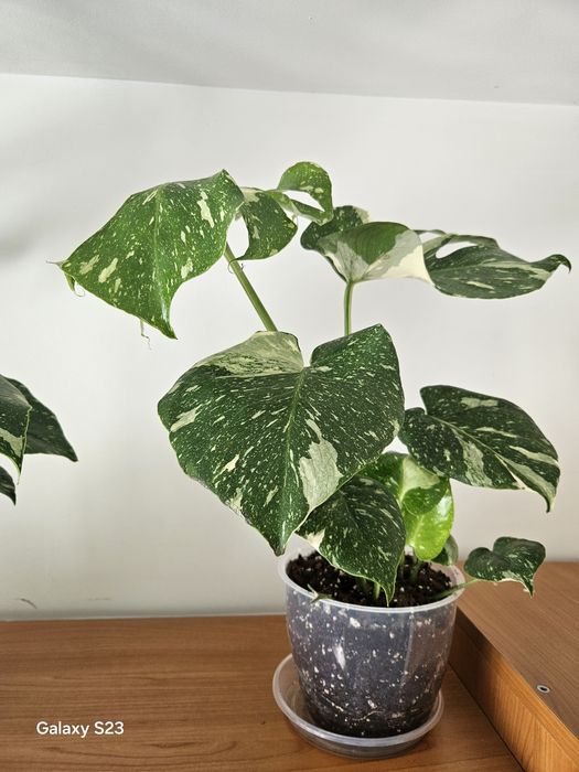 Monstera thai constellation