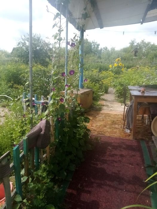 Дача в общещстве Ромашка