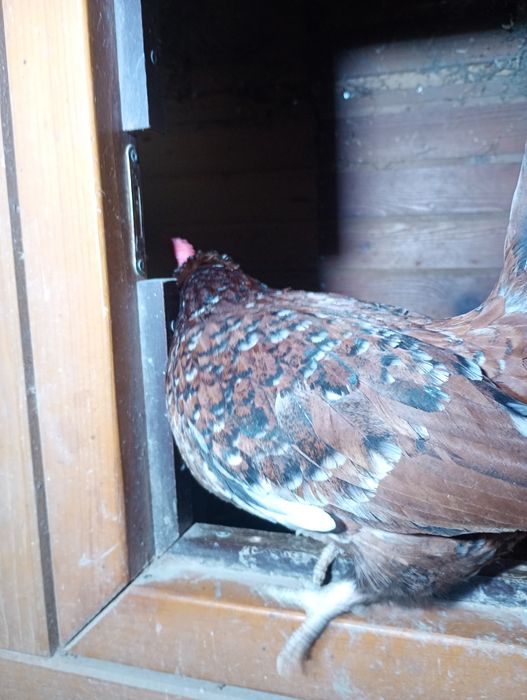 Vând ouă pt incubat de găini pitice