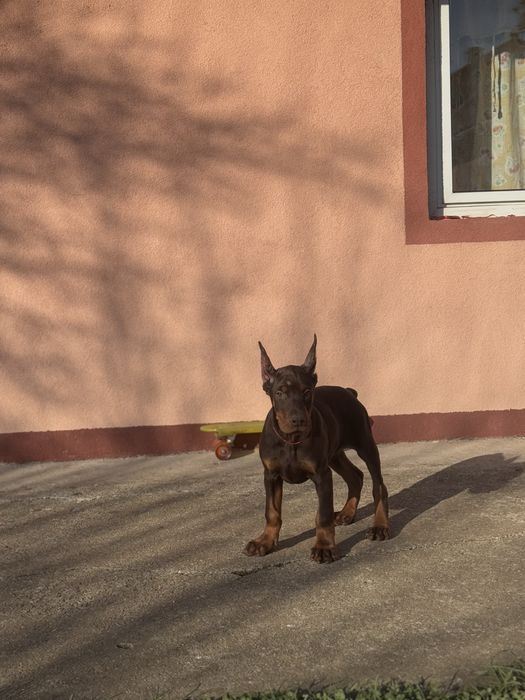 Cățeluș Doberman în vârstă de 3 luni cu pedigree