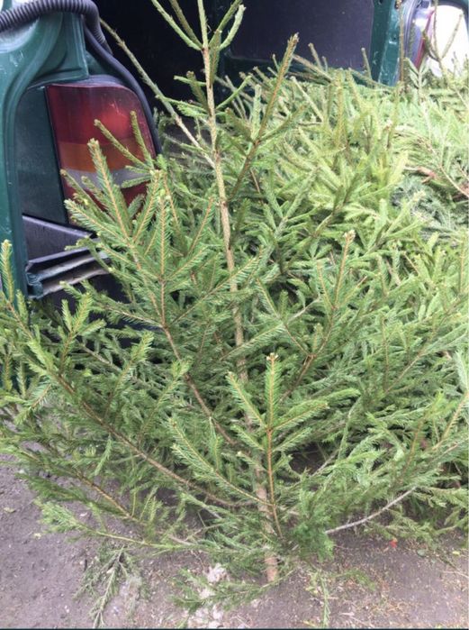 Brazi Nunta / Traditi Obiceiuri