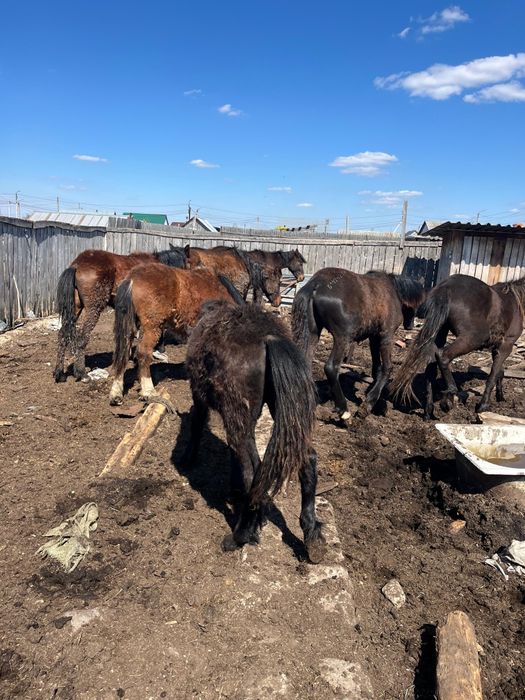 Продам лошадей 500 тыс