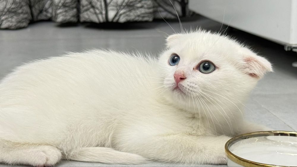 Котенок шотландец