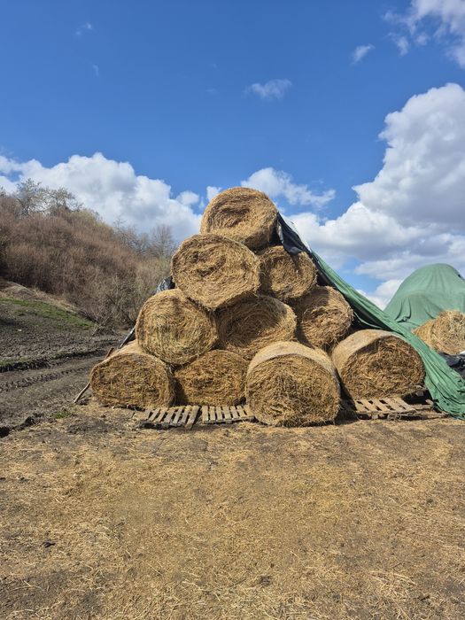 Vând baloti lucernă