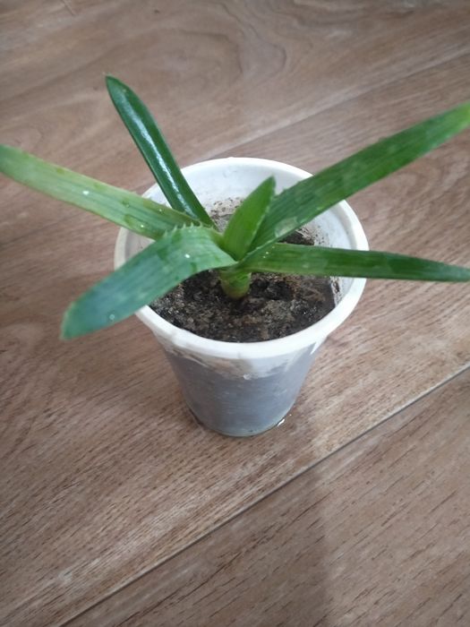 Алое вера по 500 до 5000 тенге