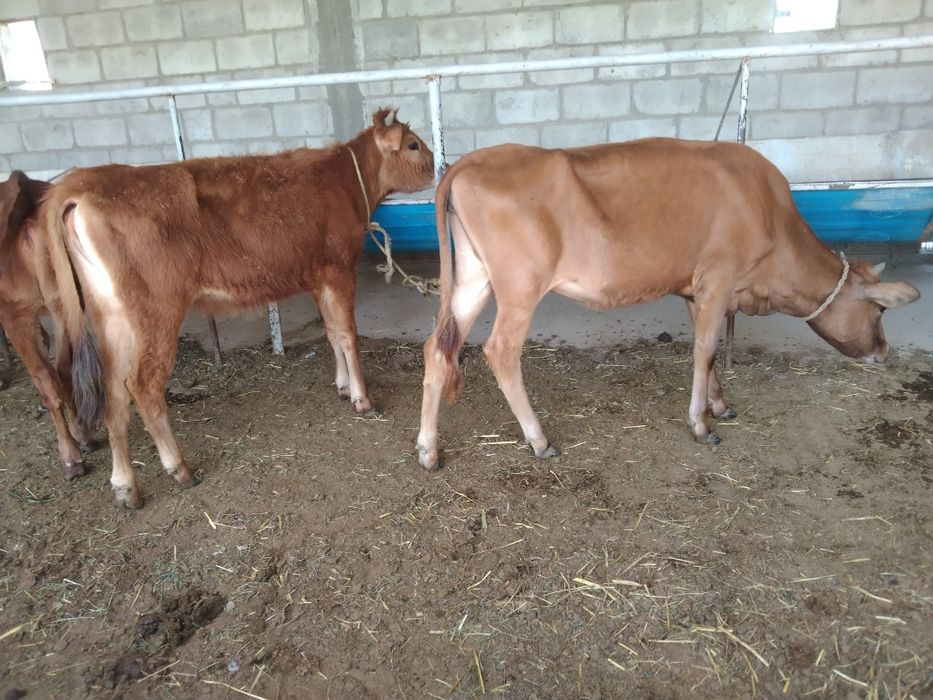 Sifatli ğunojinchala sotiladi 4 milyondan 5 milyongacha kelishamiz yan