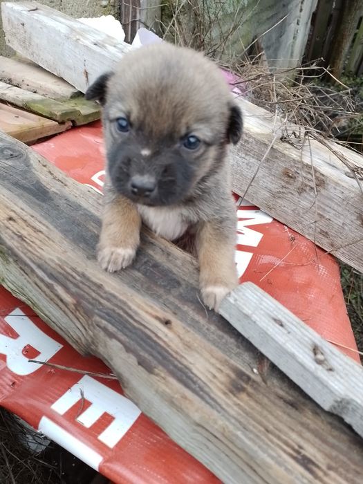 Donez catei talie mica, medie