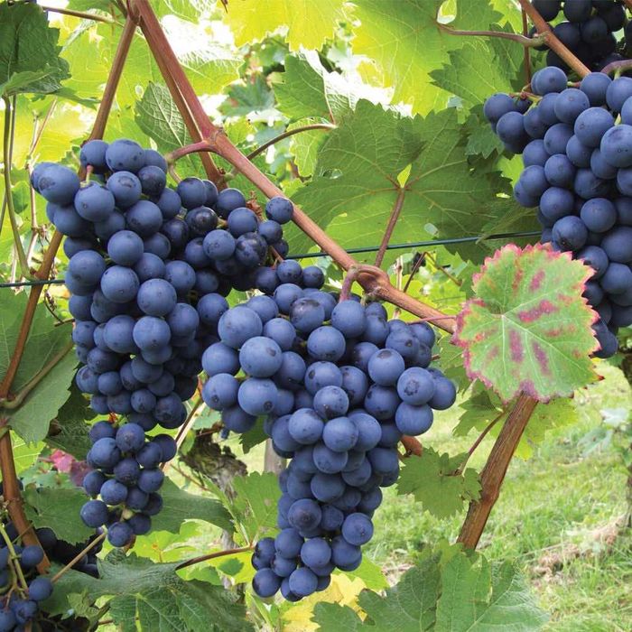 Struguri de vin Muscat Ottonel Merlot Fetească, preț producător transport gratuit la locație în jud. Arges