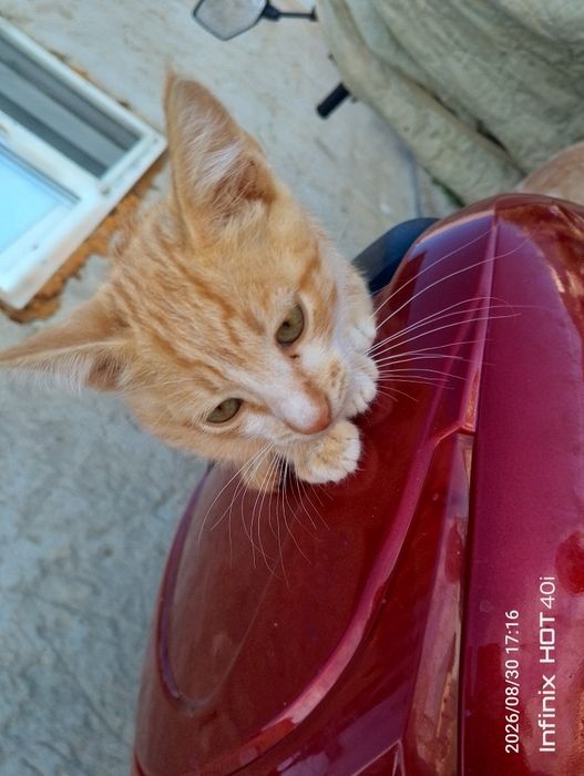 Котята и мамочка
