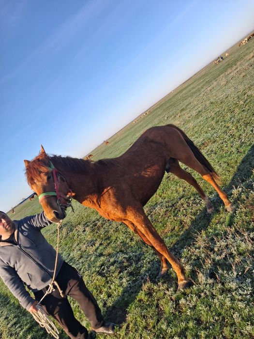 Продам Жеребчика