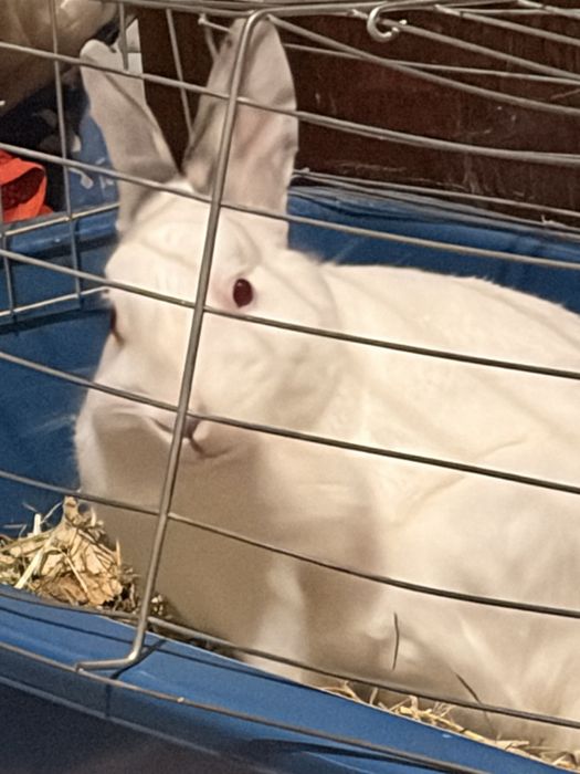 Дебел глиган на име дани