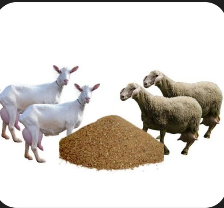 Sifatli va ozuqa bob mayda va yirik shoxli chorva uchun yem xizmatlari