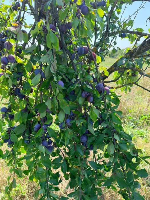 Prune de vanzare