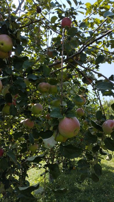 Продам яблоки. Сорт американка и золотой.