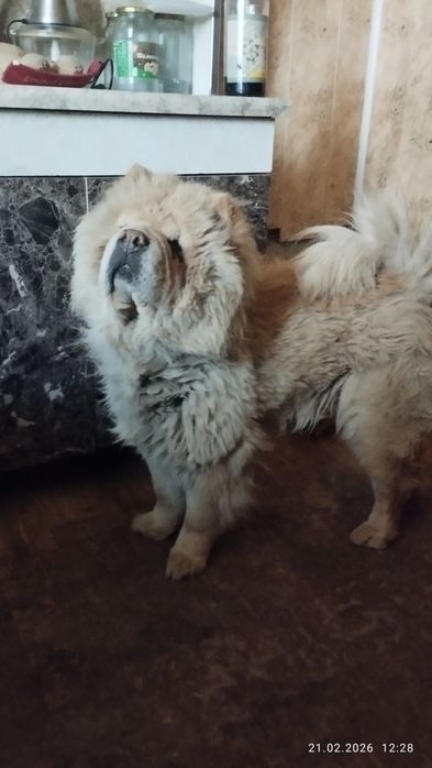 В продаже девочка чау чау