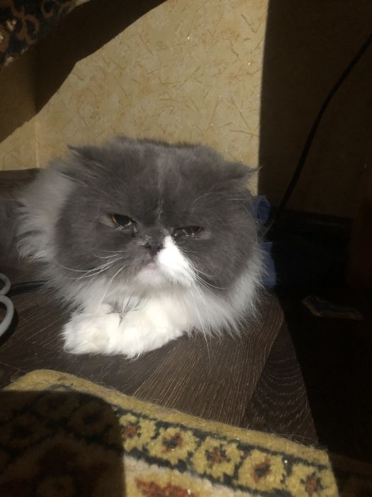 Передержка , гостиница для животных