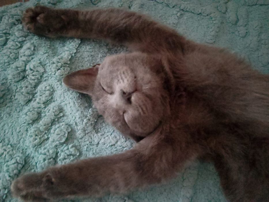 Отдам кошку в любящую семью