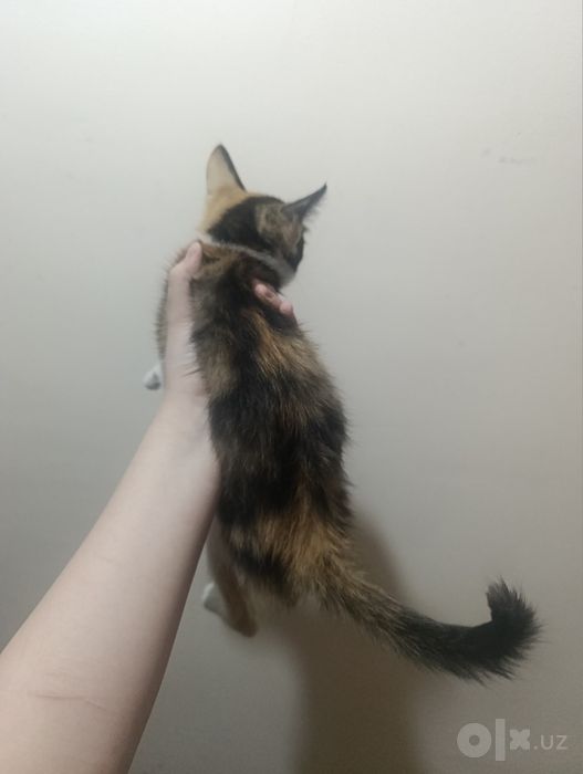 Котенок 2-3 месяца девочка