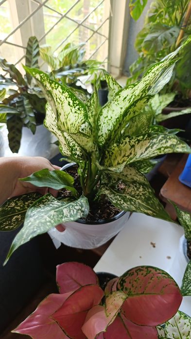 Офисные растения