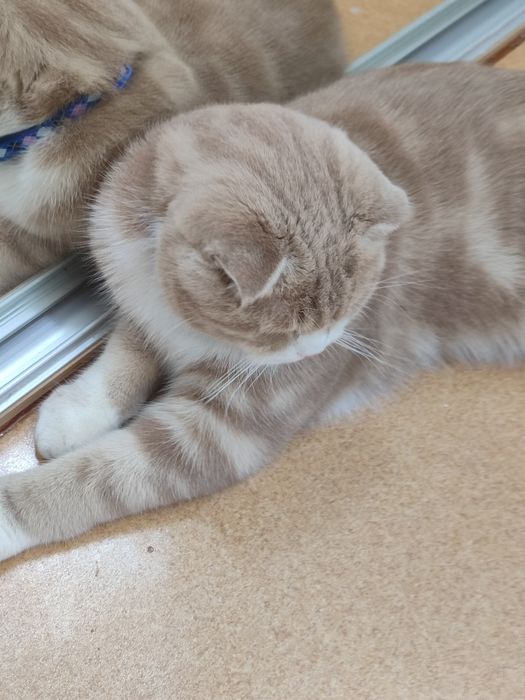 Scottish fold sotiladi