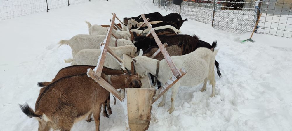 Capre și ieduțe de vânzare.
