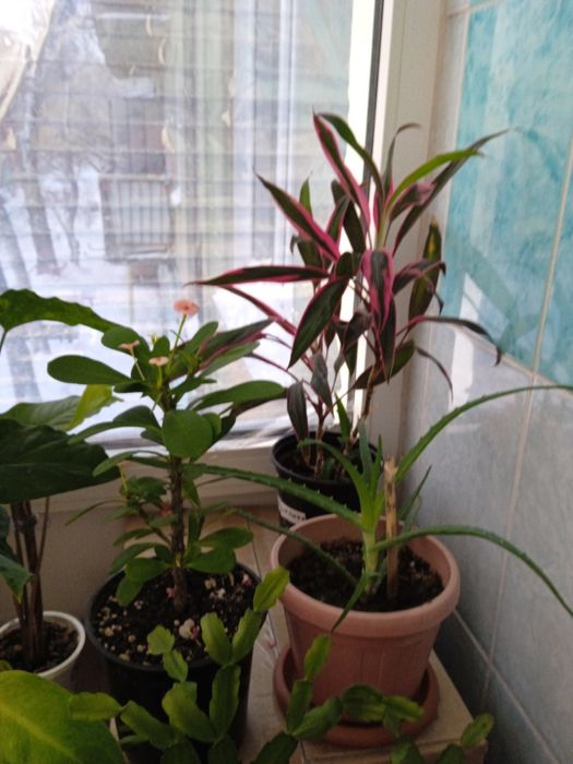 Продажа комнатных цветов