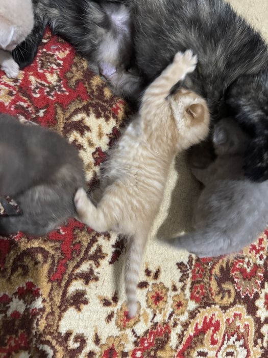 Продаются замечательные котята