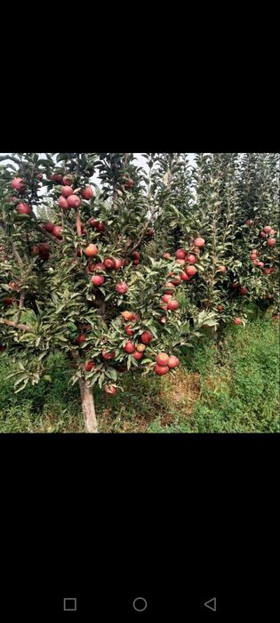 Мевали кучатлар оптим сотилади