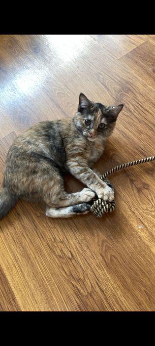 Отдам котёнка в добрые руки