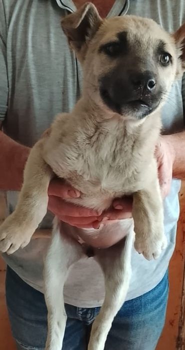 Срочно отдам 2-х щенков девочек