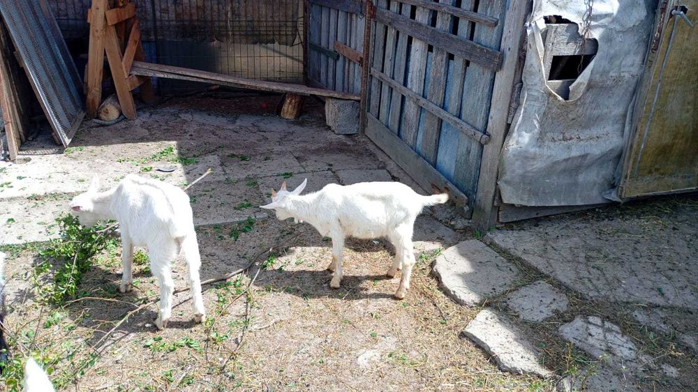 Iezi de vanzare ,4 bucati in Lugoj (2 masculi si 2 femele)
