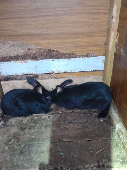 Продам кроликов, два самца.Строкачи