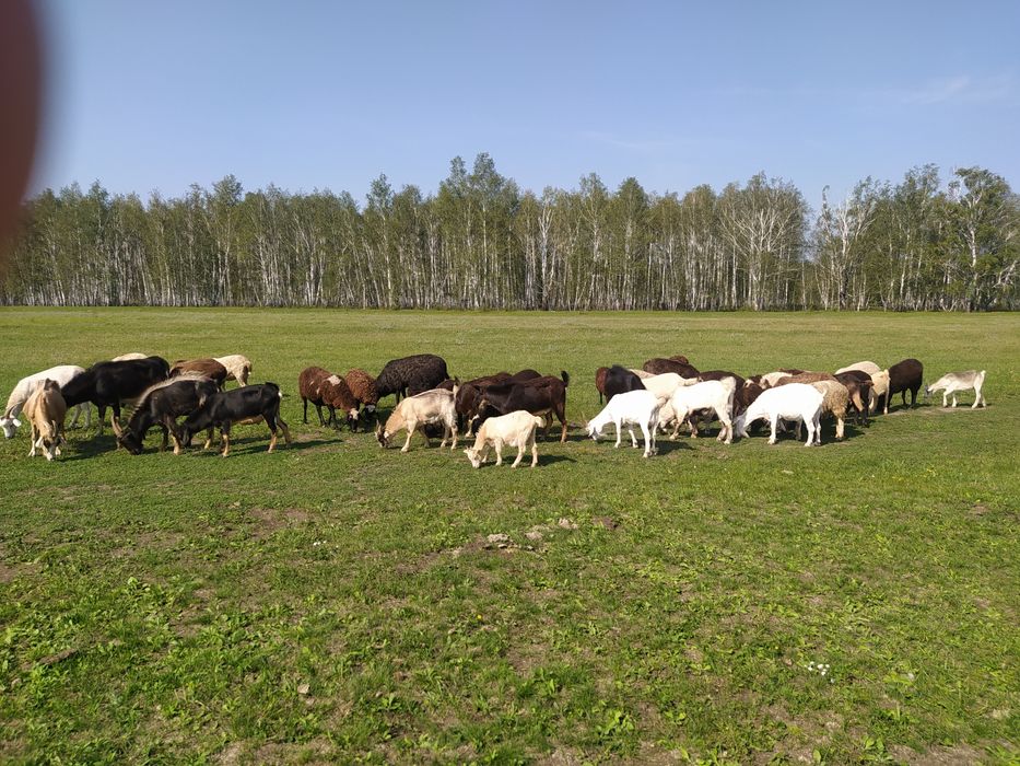 Продам Коз и овец