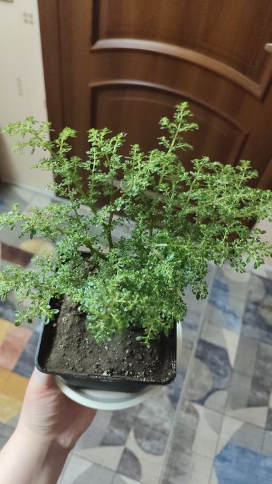 Комнатные цветы укоренённые