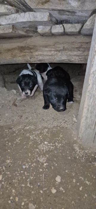 Donez pui caine metis