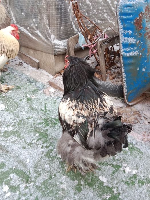 Продам петухов брам молодые