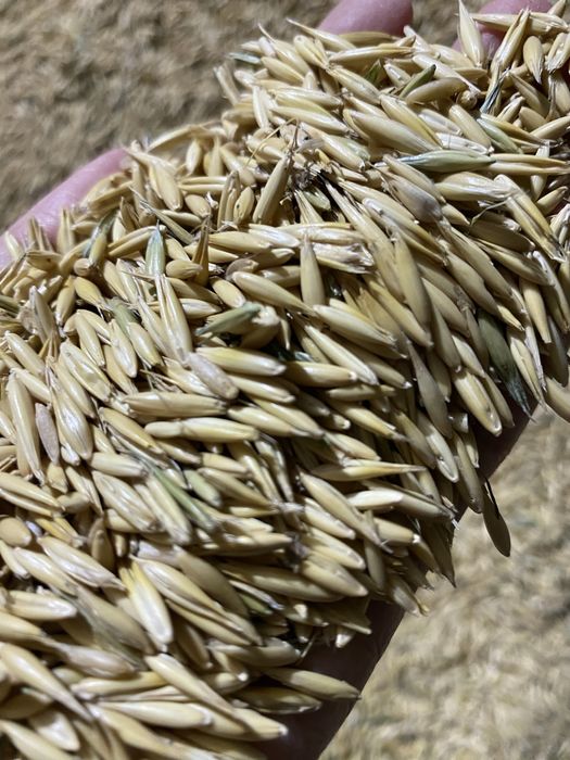 Продается овес. Сухой, чистый.