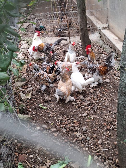 Fazani,pauni,rate salbatice,gaste lesesti,italiana potarnichie,etc