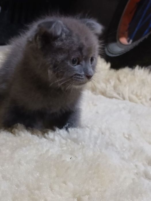 Шатланские котята чистые