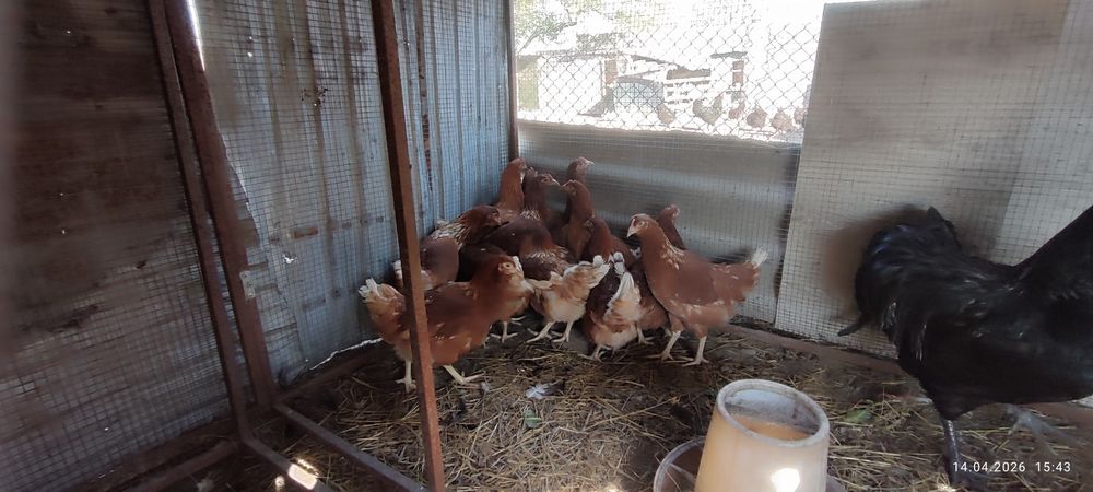 Продаются Куры Ломан браун