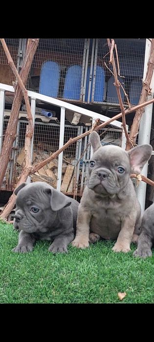 Малыши французики