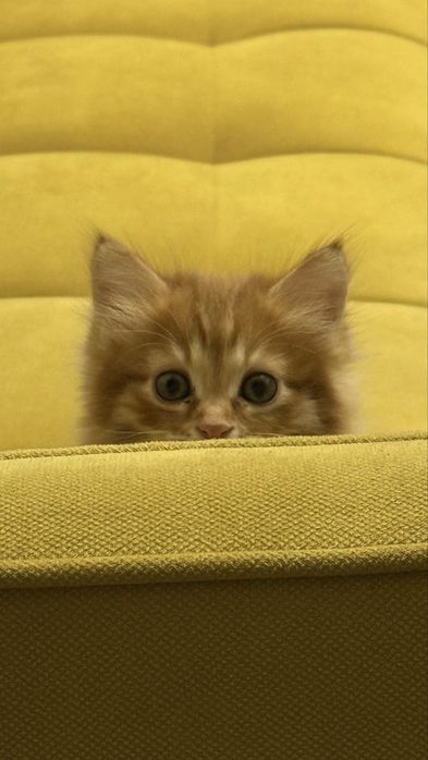 Отдаем котят в хорошие руки