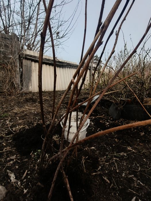 Продам саженцы малины