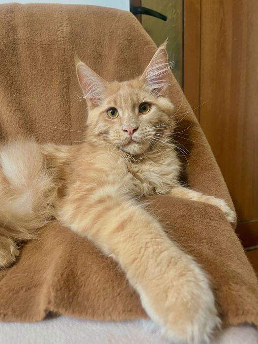 Baietel Maine Coon PEDIGREE Felisa