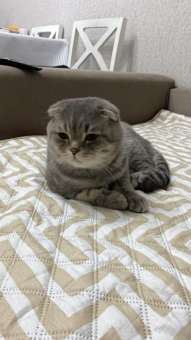 Вислоухий Британский на вязку