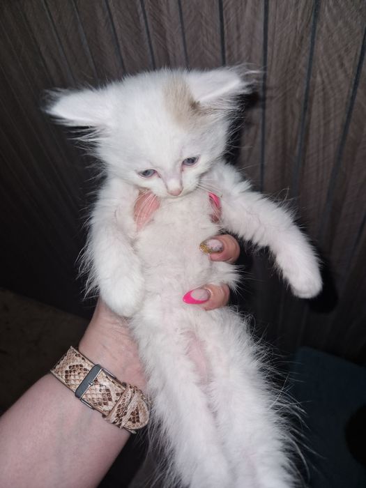 отдам котенка в добрые руки