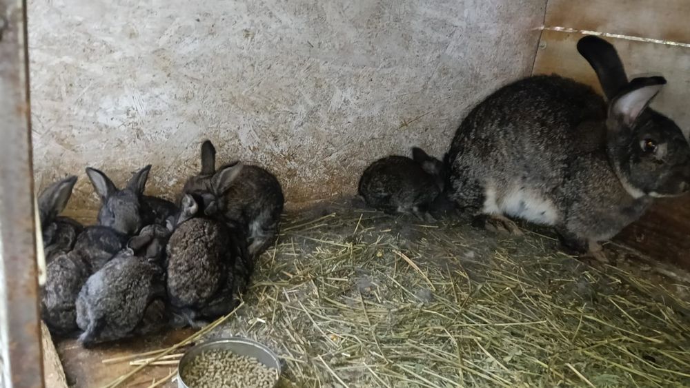 Vând iepurași drăgălași și sănătoși