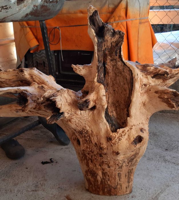 Декорация за градината- 2 корена от Дъб